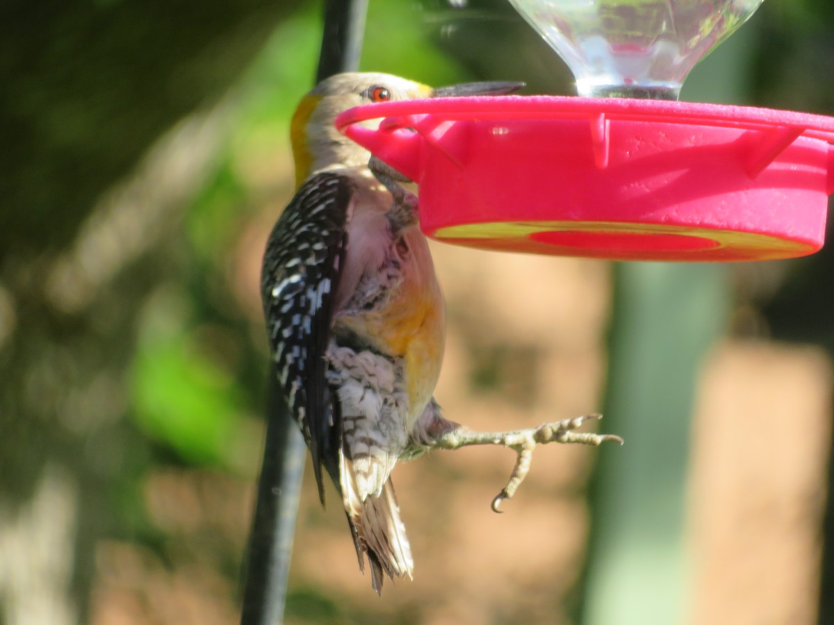 Golden-fronted Woodpecker - ML620432871