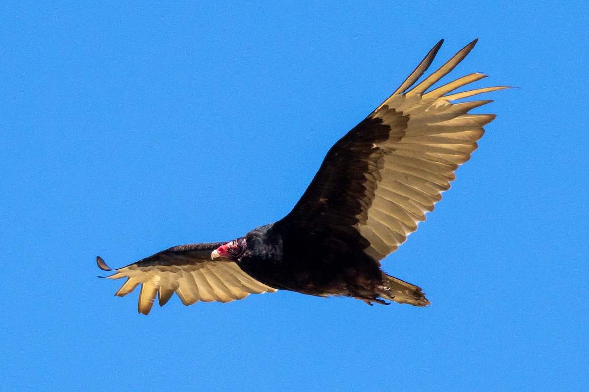 Turkey Vulture - ML620432873