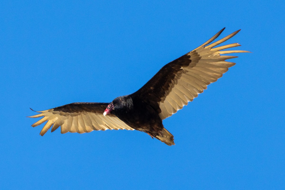 Turkey Vulture - ML620432874