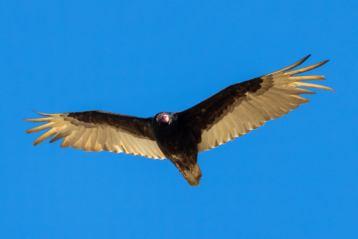 Turkey Vulture - ML620432875