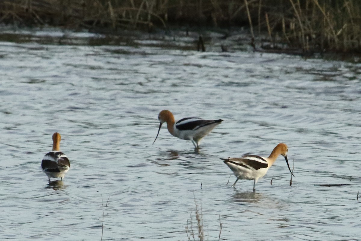 Avoceta Americana - ML620432877