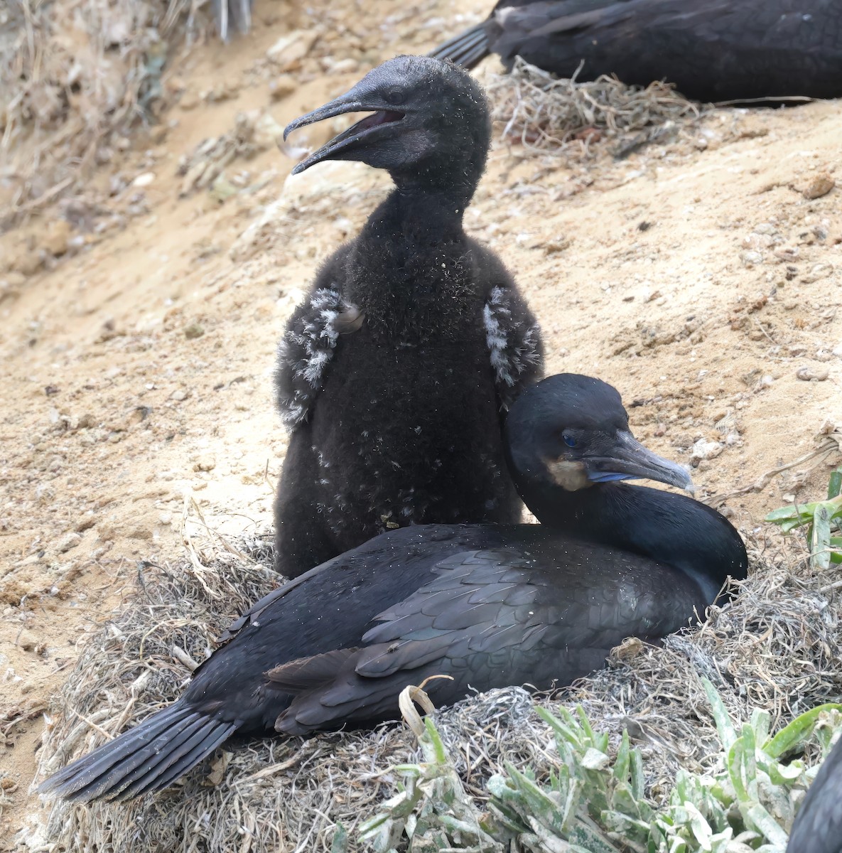 Brandt's Cormorant - ML620432881