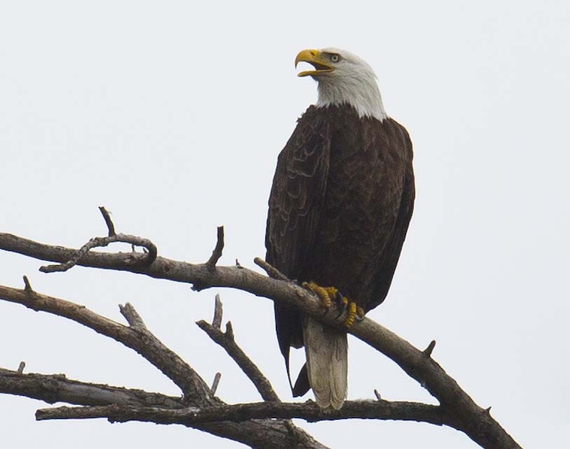 Bald Eagle - ML620432882