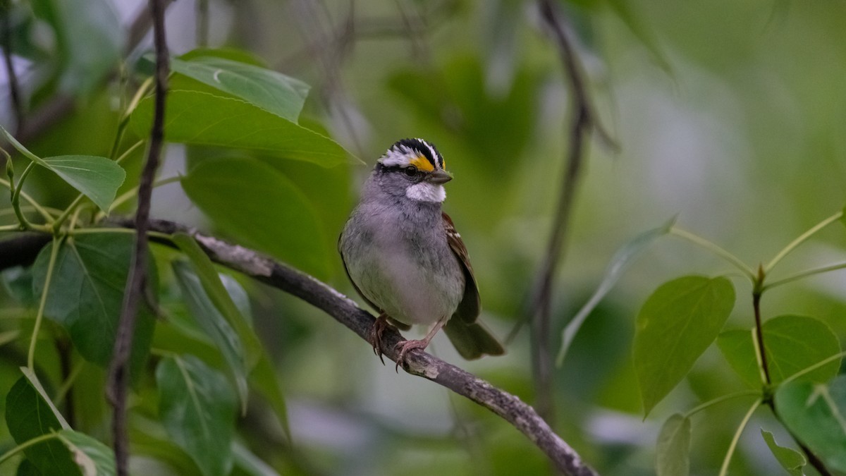 White-throated Sparrow - ML620432883