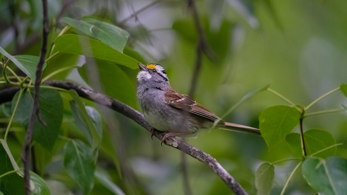 White-throated Sparrow - ML620432885