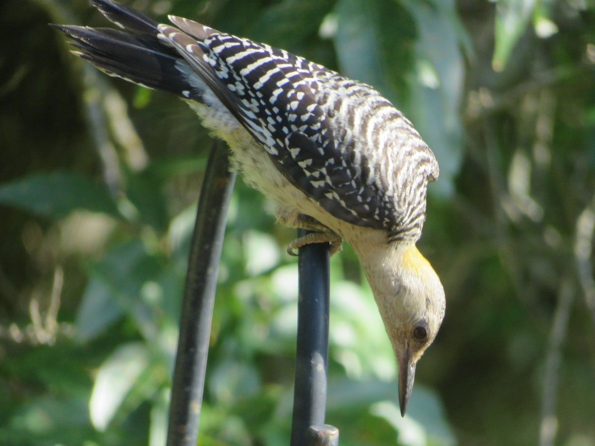 Golden-fronted Woodpecker - ML620432886