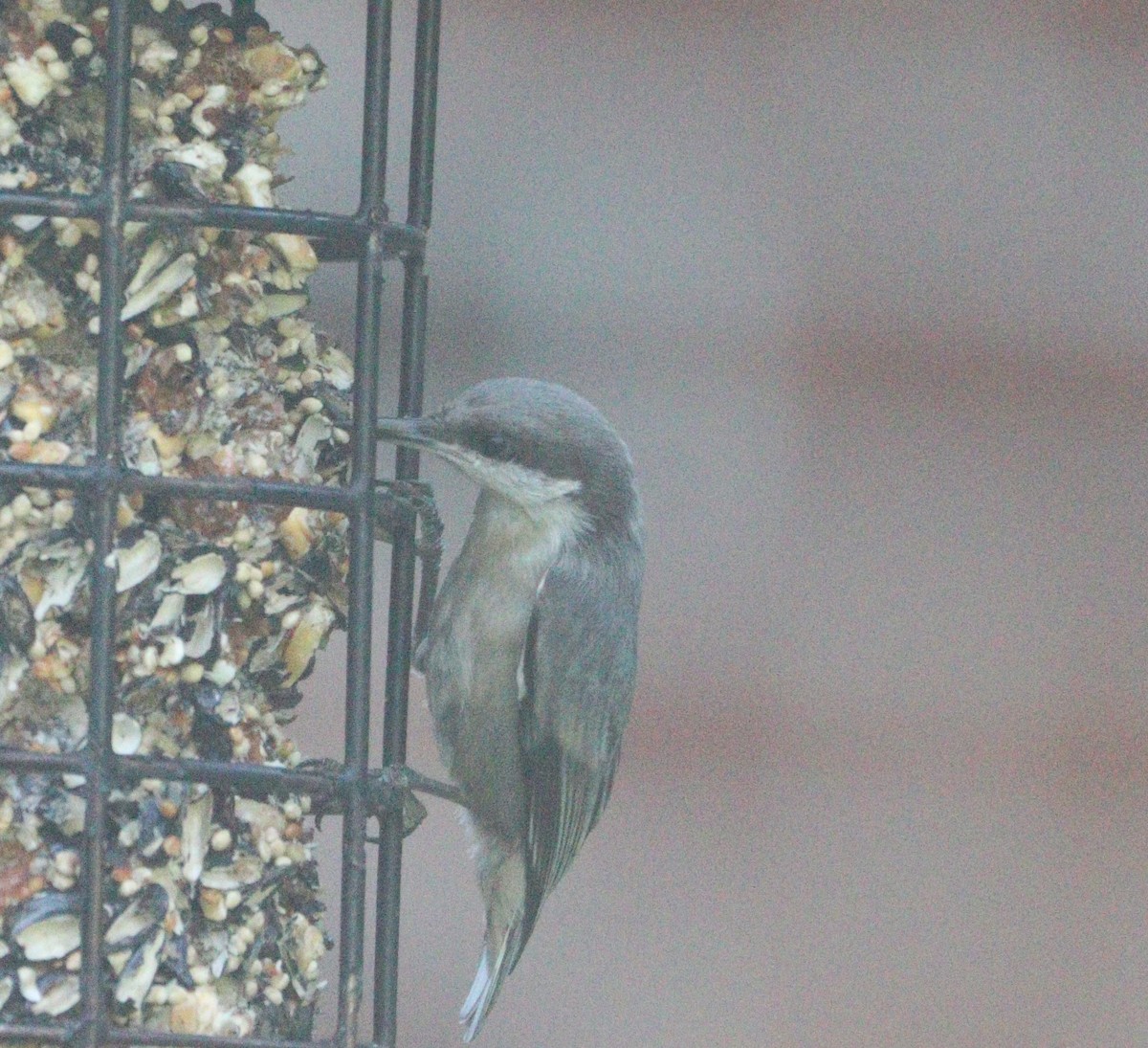 Brown-headed Nuthatch - ML620432887