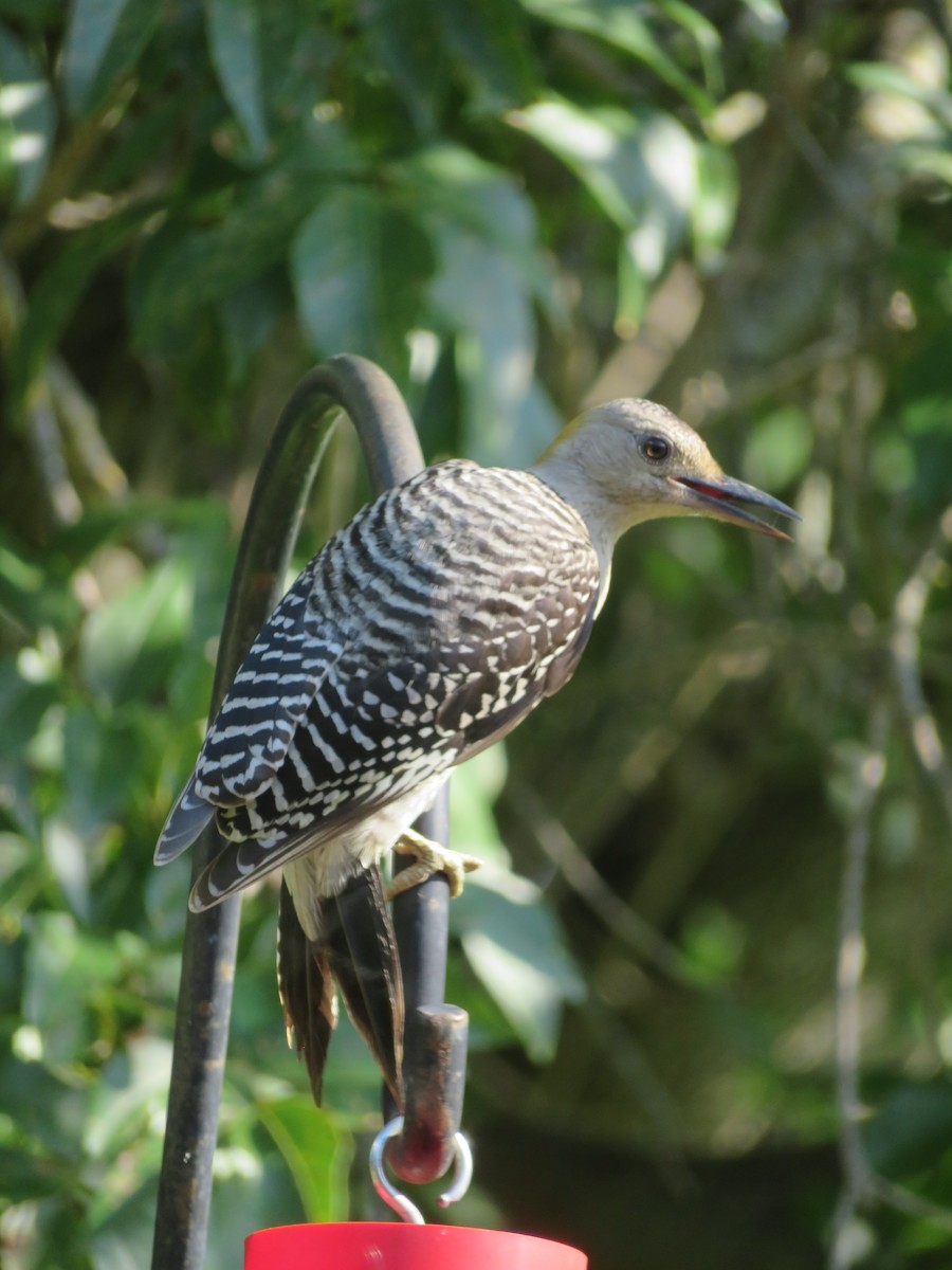 Golden-fronted Woodpecker - ML620432889