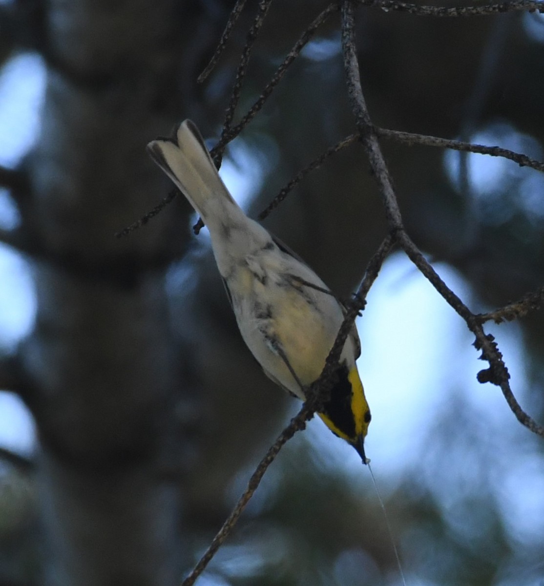 Paruline à tête jaune - ML620432895