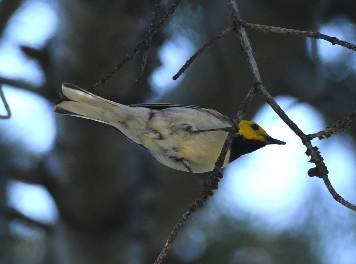 Paruline à tête jaune - ML620432896