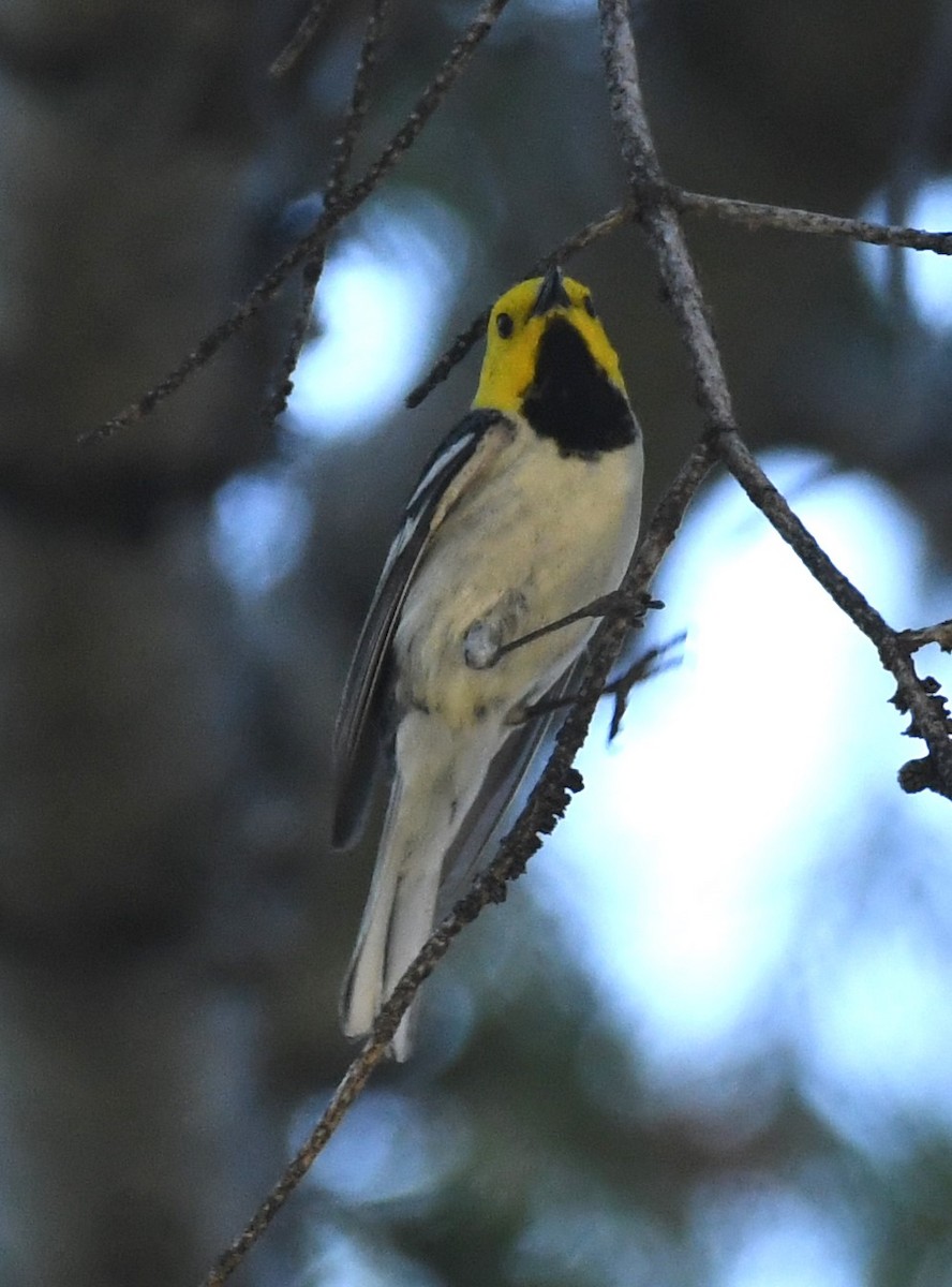 Hermit Warbler - ML620432897