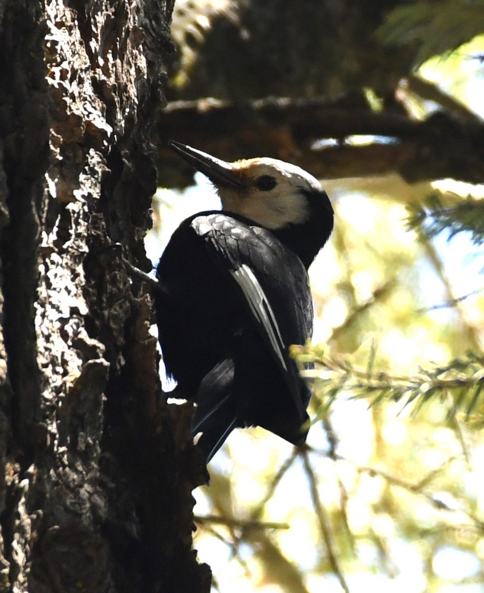 White-headed Woodpecker - ML620432900