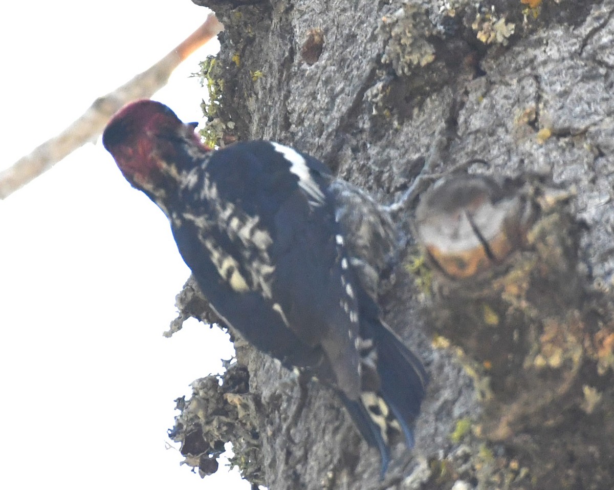 Sphyrapicus sp. - ML620432901