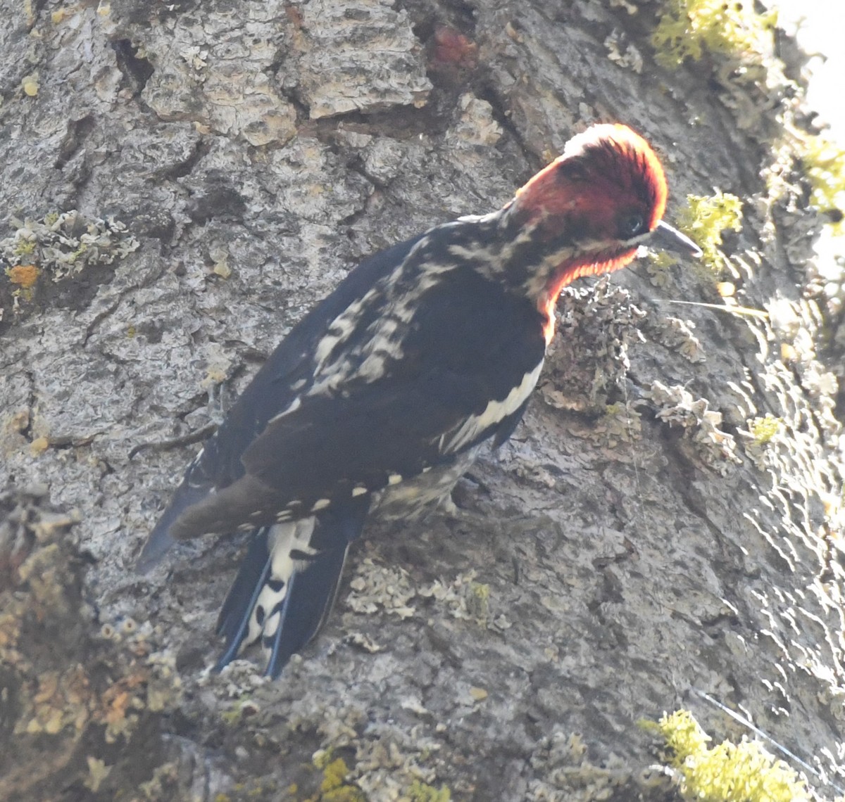 ub. sevjespett (Sphyrapicus sp.) - ML620432904