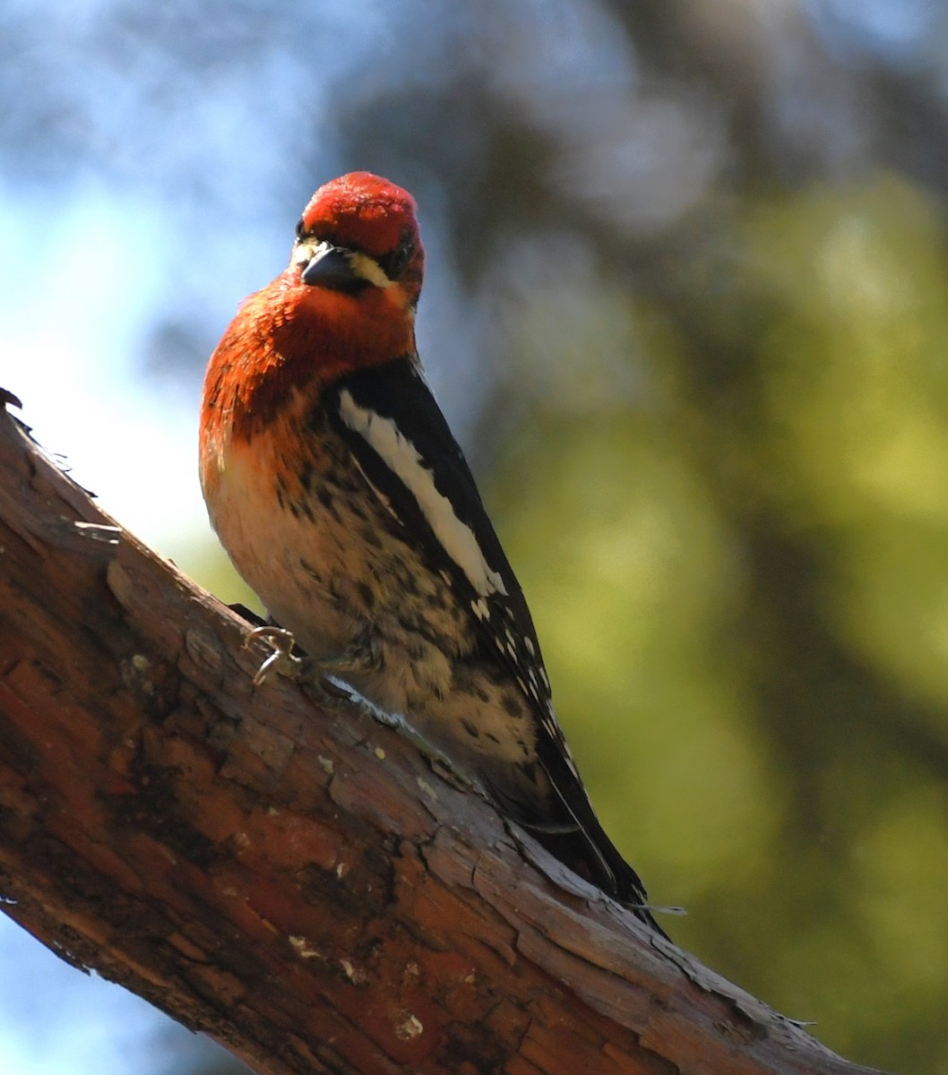 Red-breasted Sapsucker - ML620432906