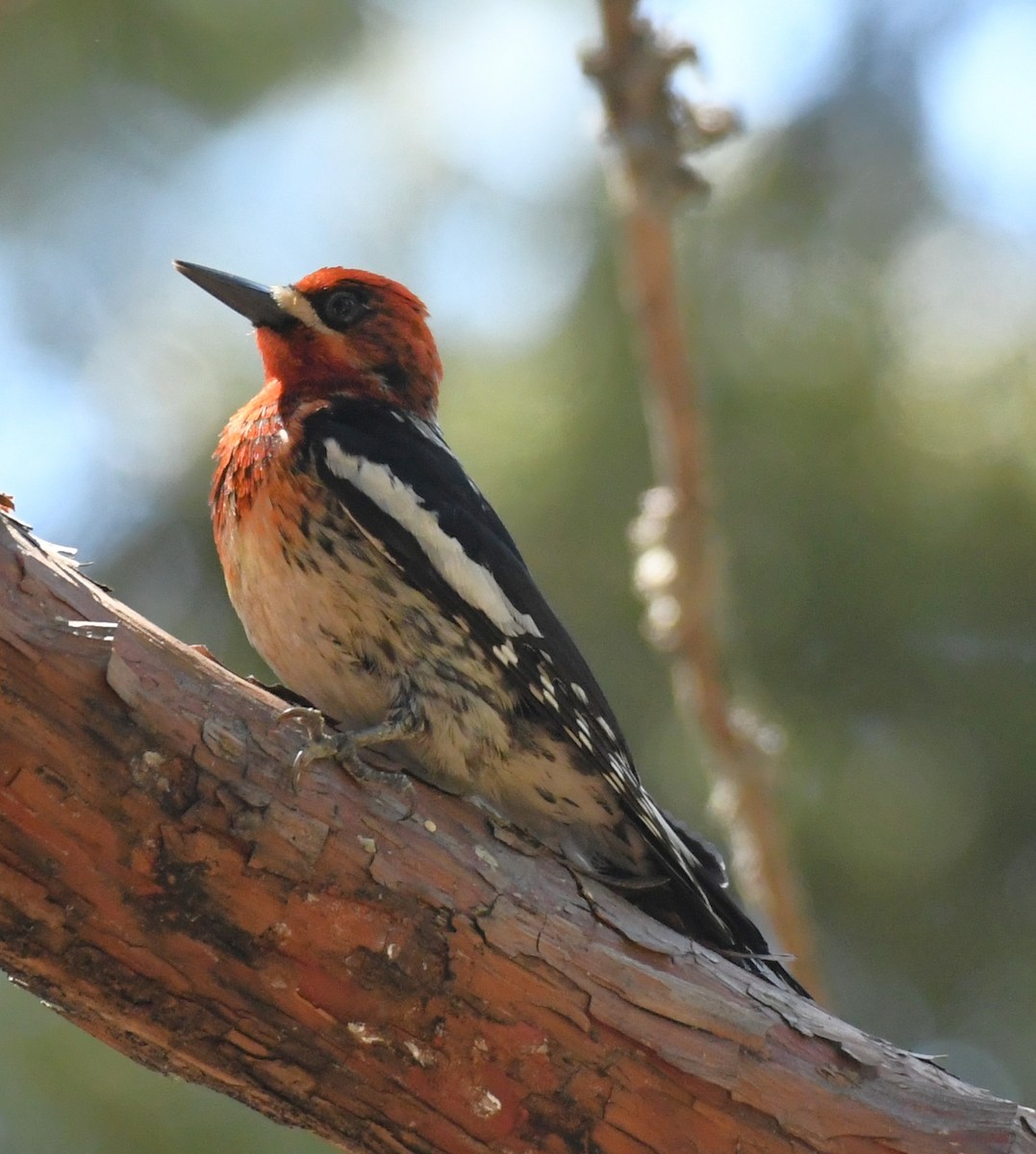 Red-breasted Sapsucker - ML620432908