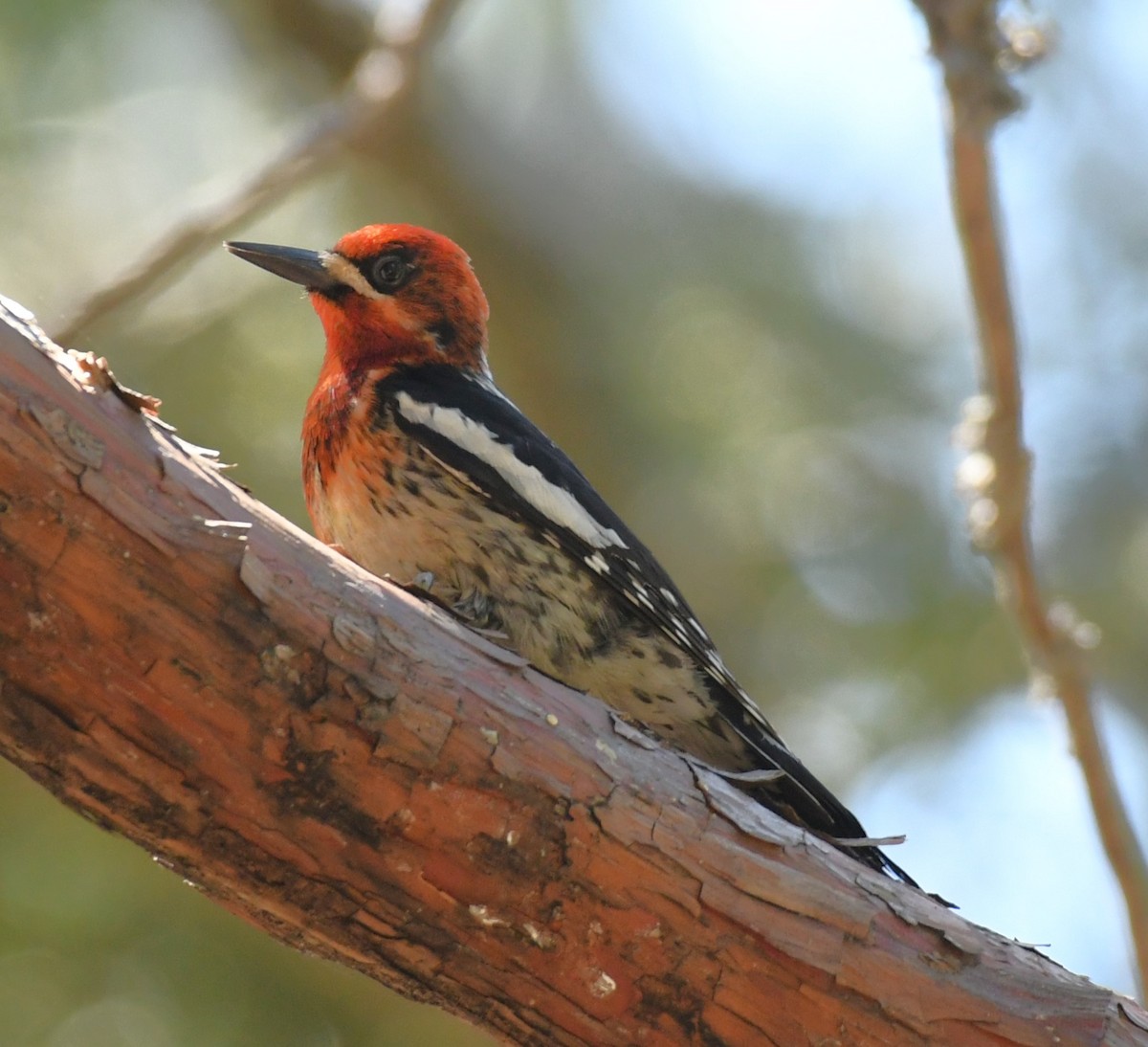 Red-breasted Sapsucker - ML620432909