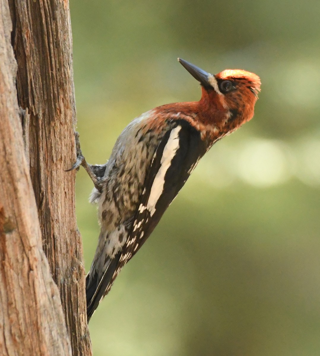 Red-breasted Sapsucker - ML620432911