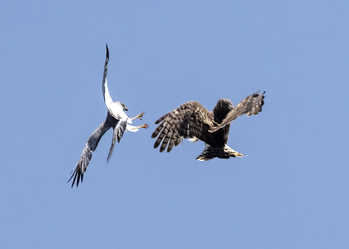 Northern Harrier - ML620432913