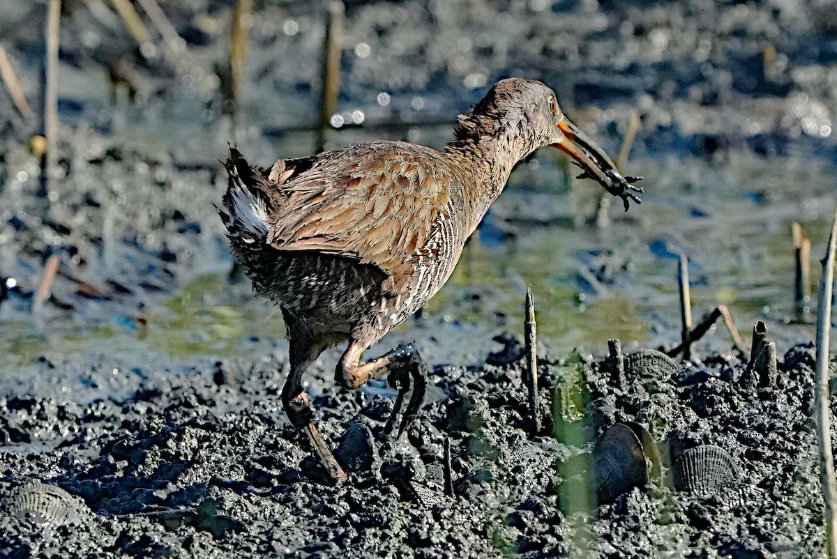 Clapper Rail - ML620432915