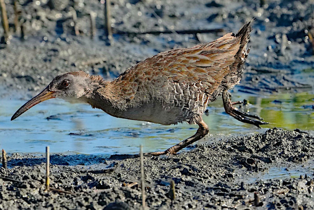 Clapper Rail - James Bourne