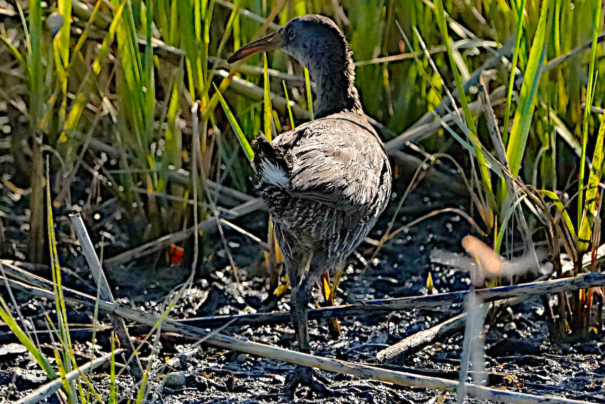 Clapper Rail - ML620432918