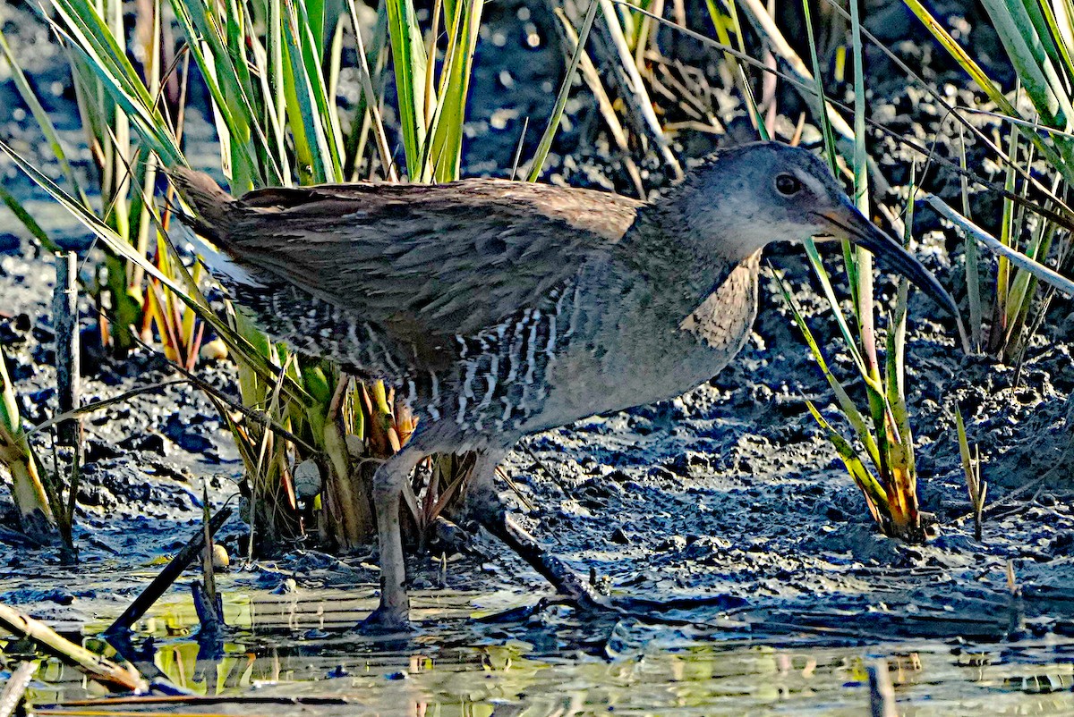 Clapper Rail - ML620432919