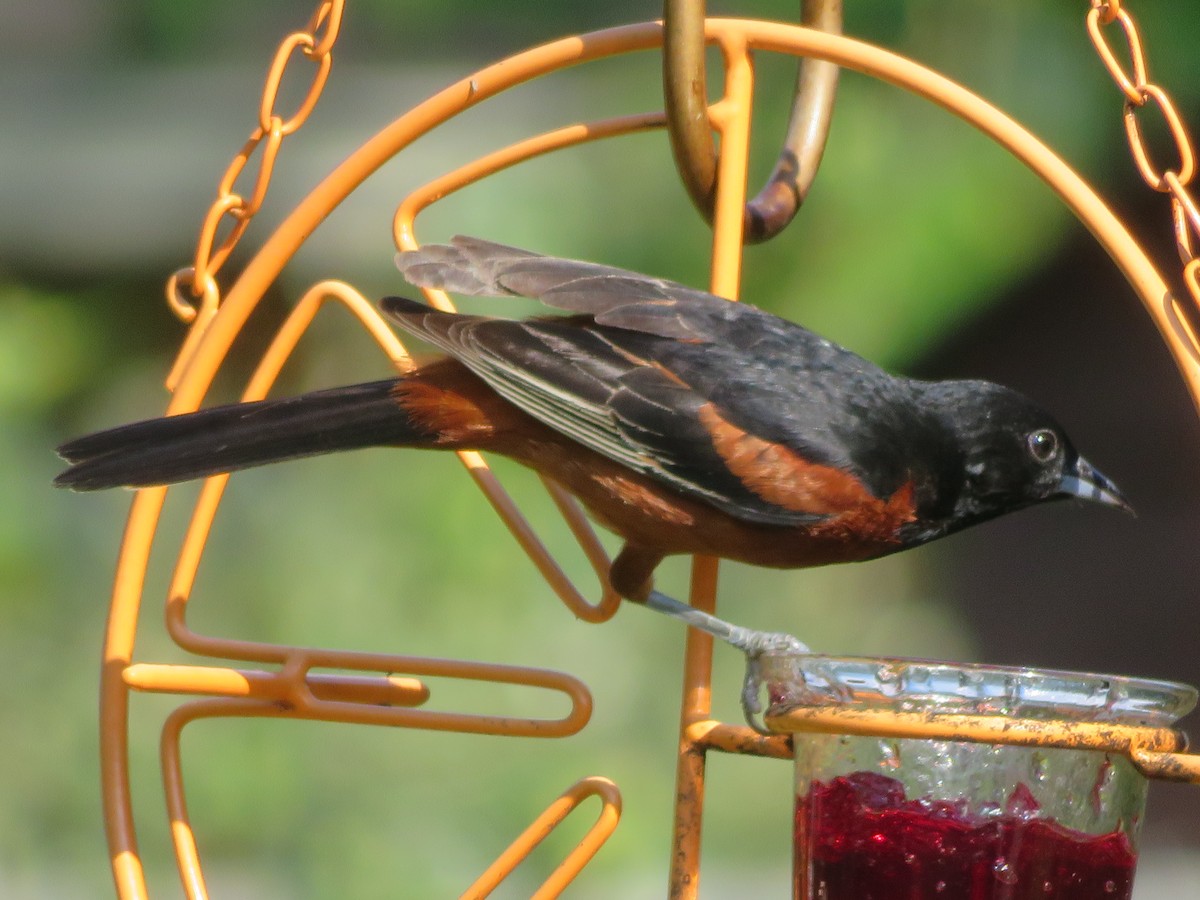 Orchard Oriole - ML620432928