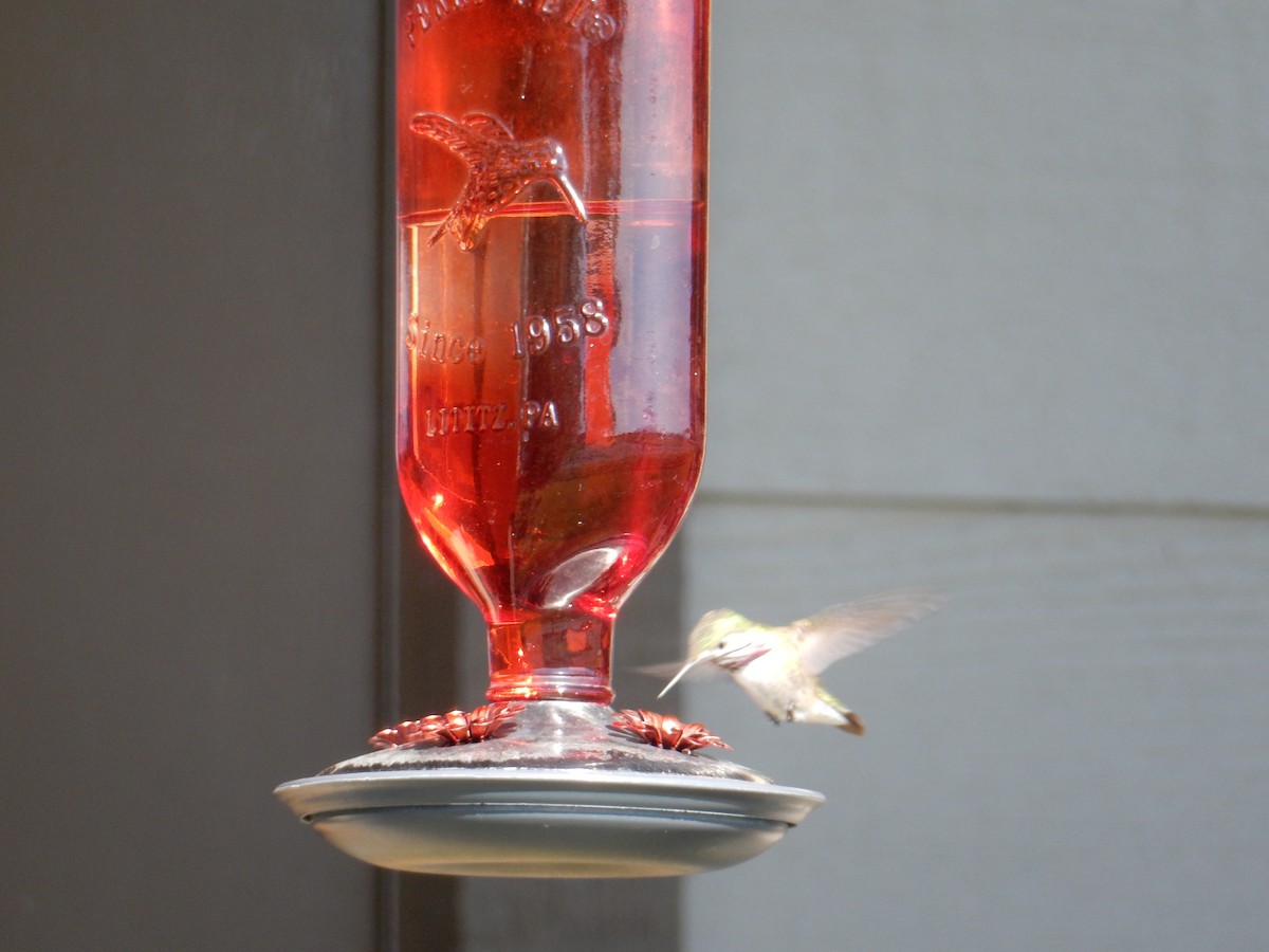 Calliope Hummingbird - ML620432930