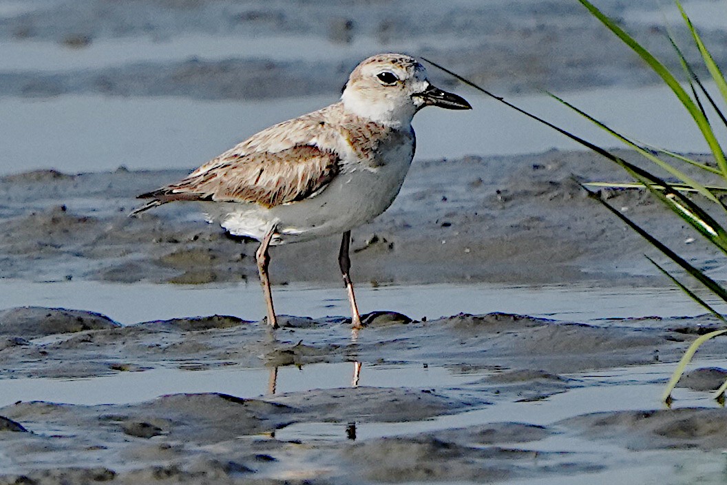 Wilson's Plover - ML620432931