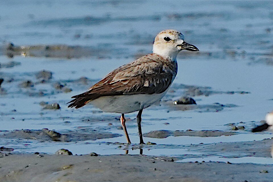 Wilson's Plover - ML620432933