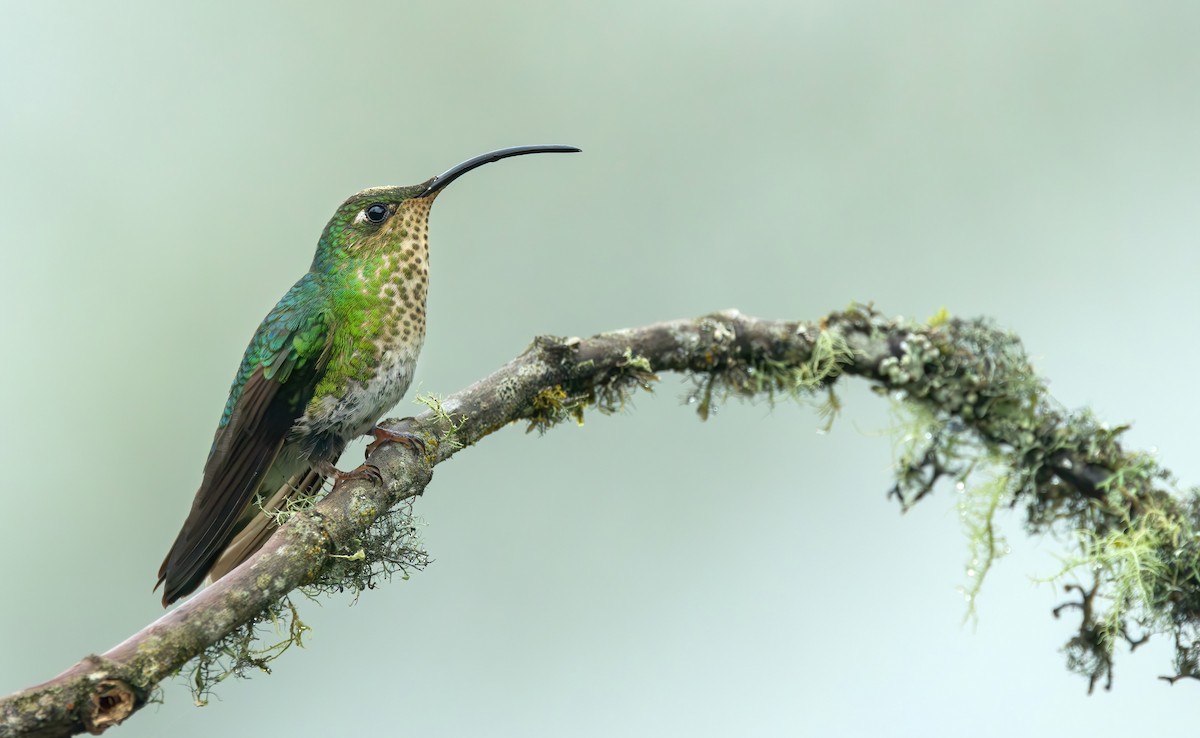 Colibrí Aterciopelado - ML620432935