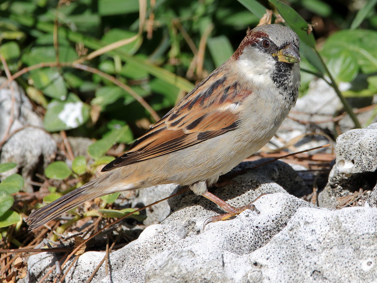 House Sparrow - ML620432939