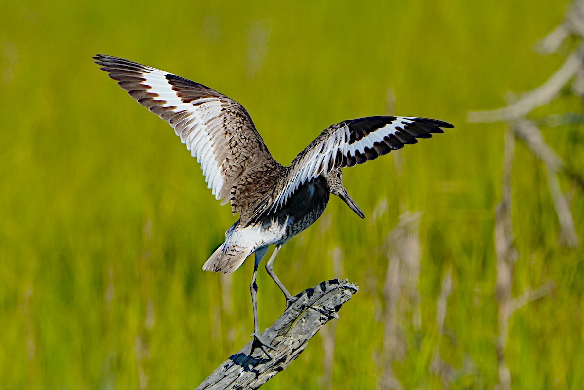 Willet - James Bourne