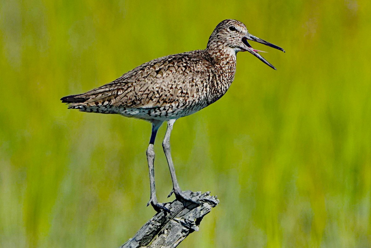 Willet - ML620432949