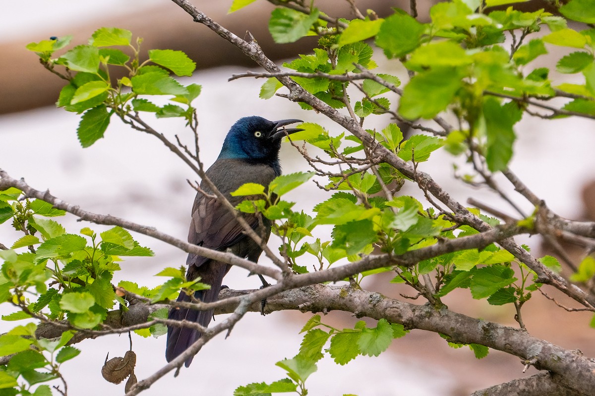 Common Grackle - ML620432950