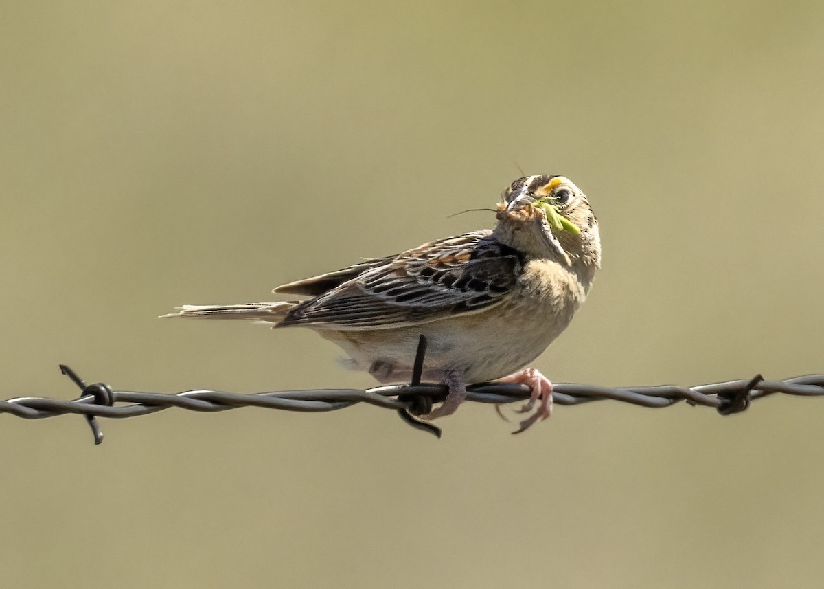 Grasshopper Sparrow - ML620432953