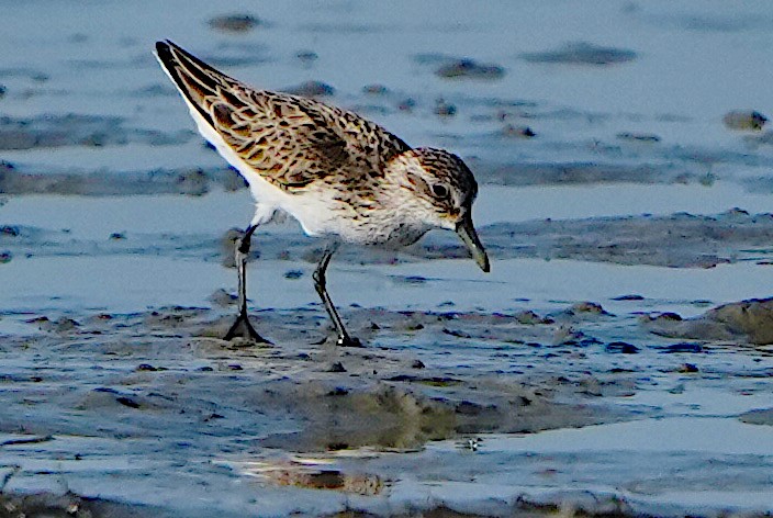 Semipalmated Sandpiper - ML620432957