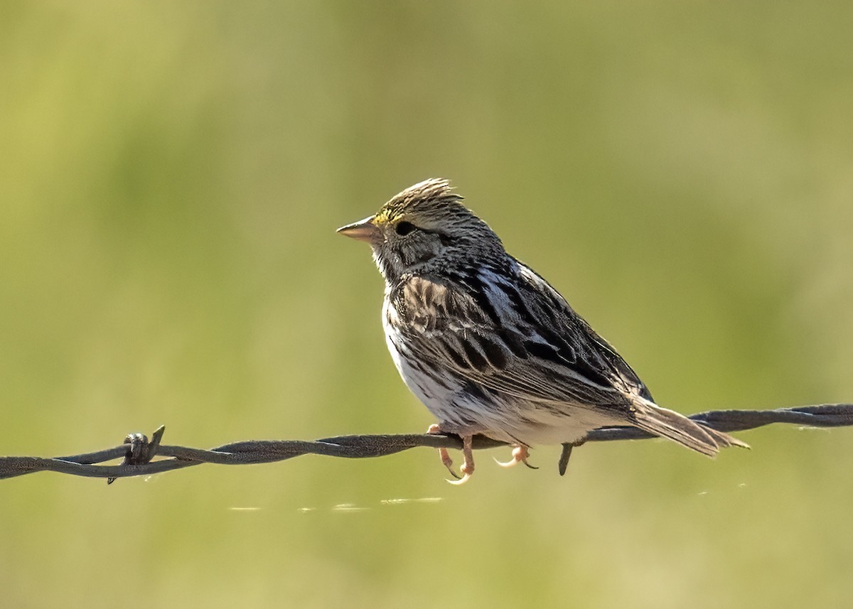 Savannah Sparrow - ML620432961