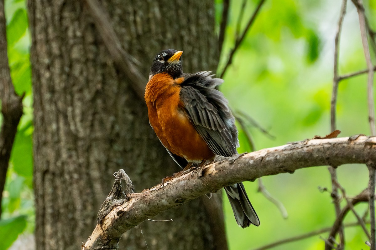 American Robin - ML620432963