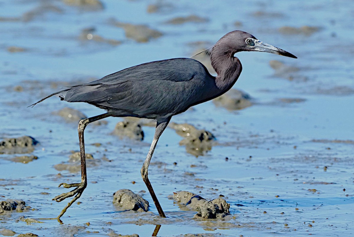 Little Blue Heron - James Bourne