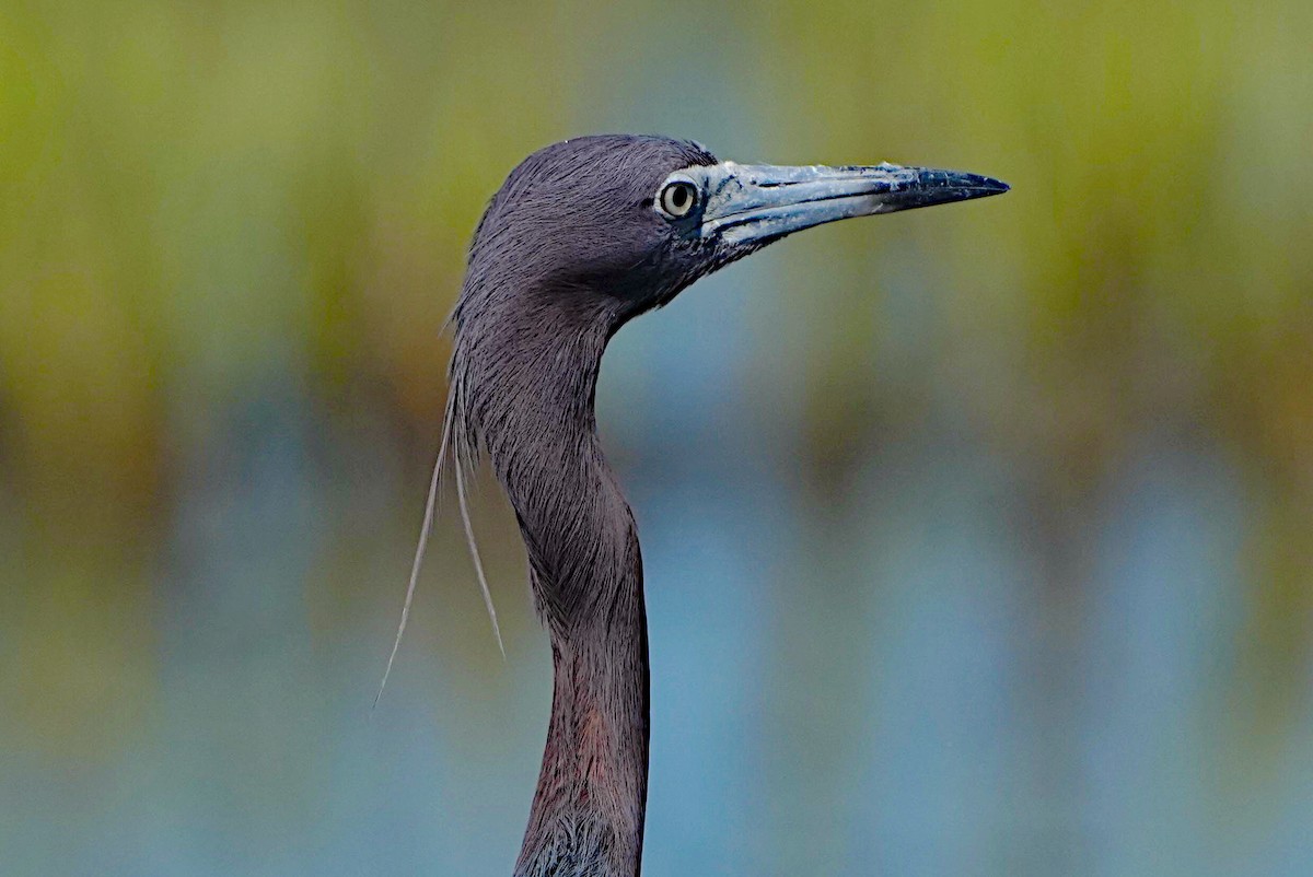 Little Blue Heron - ML620432966