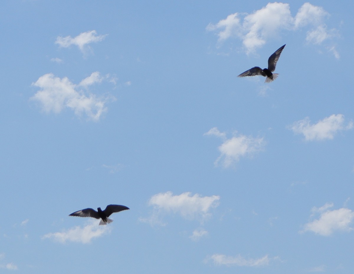 Black Tern - ML620432967