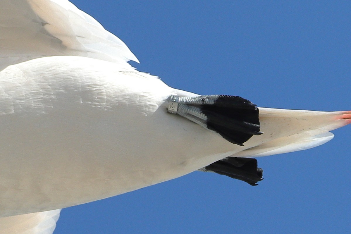 Red-tailed Tropicbird - ML620432969