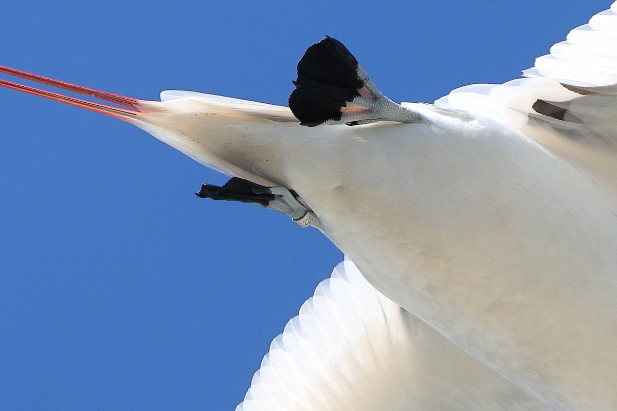Red-tailed Tropicbird - ML620432970