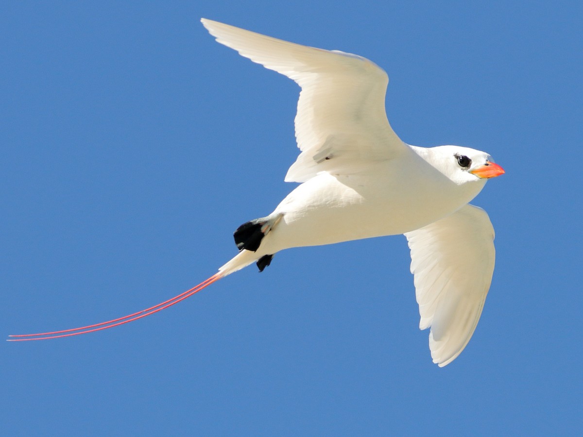 Red-tailed Tropicbird - Rolo Rodsey