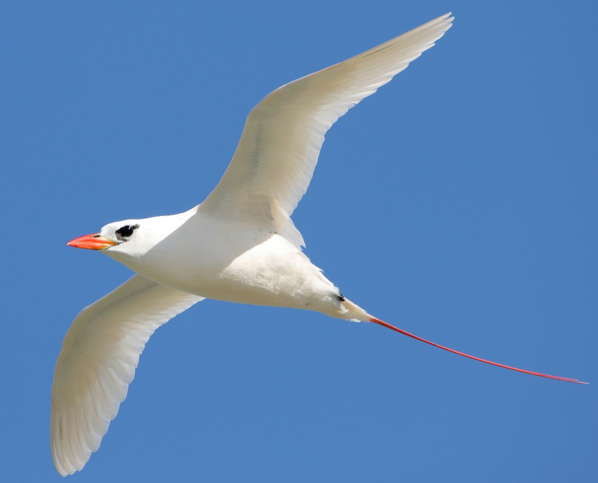 Red-tailed Tropicbird - ML620432972