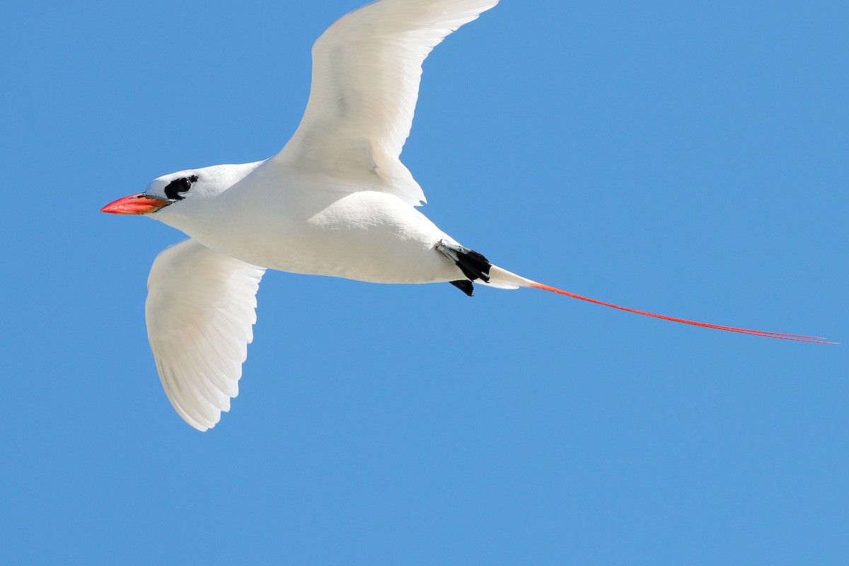 Red-tailed Tropicbird - ML620432973