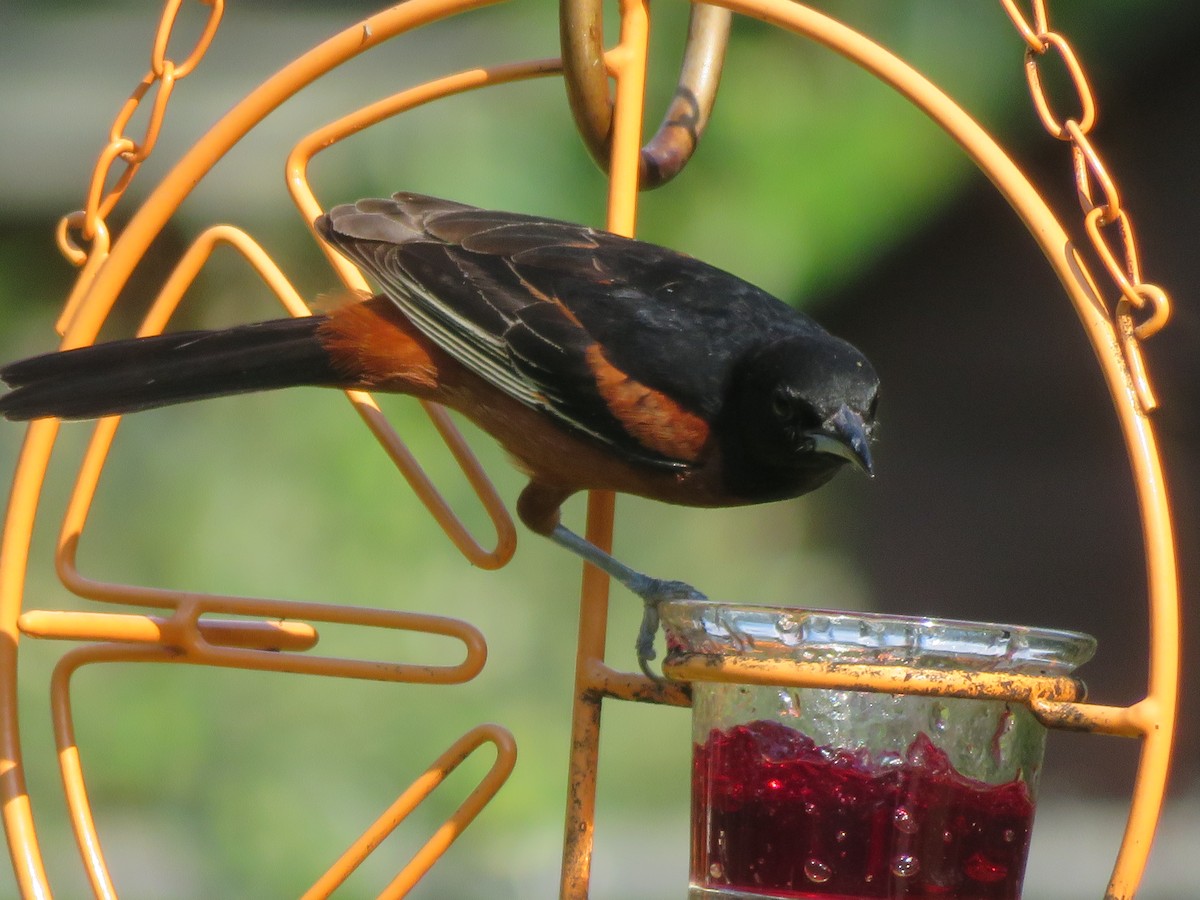 Orchard Oriole - ML620432974