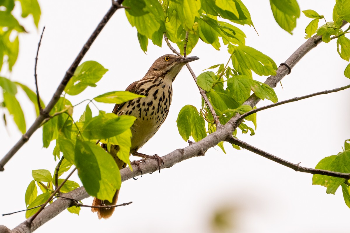 Brown Thrasher - ML620432975